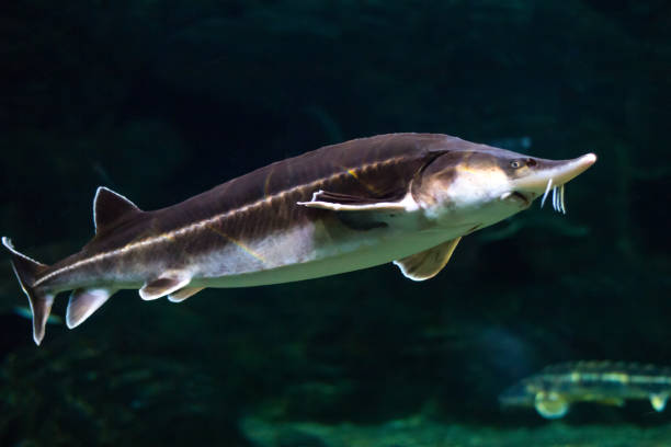 istock A large sturgeon floats under water and looks into the chamber 856607270