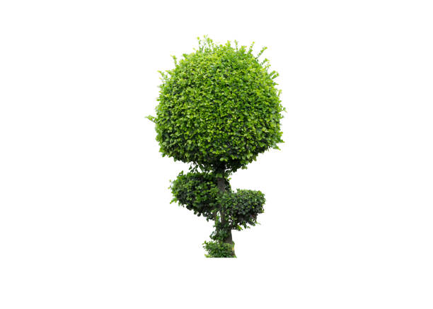 Decorative shrub on isolated background for Garden decoration or Landscape home design