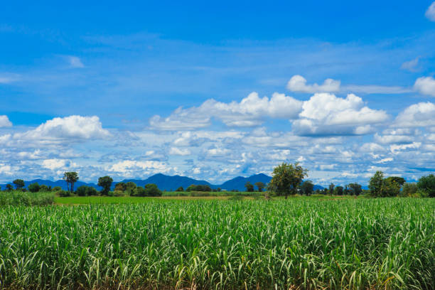 istock Sugarcane field in blue sky and white cloud in Thailand. 856607698