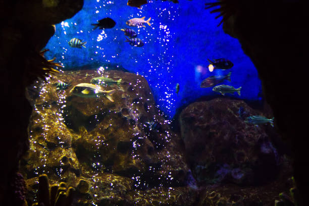 istock Underwater scene, tropical fish living under water 856608442