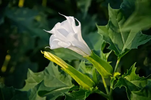 Datura blossoms on a field