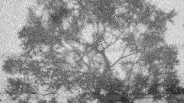 istock Shadow of tree on the road. Black and White tone. 856611788