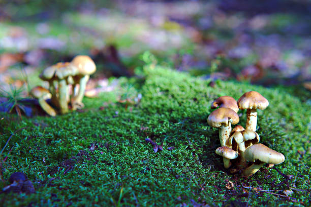 istock Groups of autumn fungi in forest 856614448