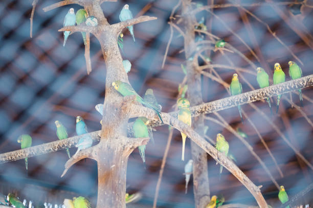 Many budgerigars in a large wooden cage abstract background, pet concept.