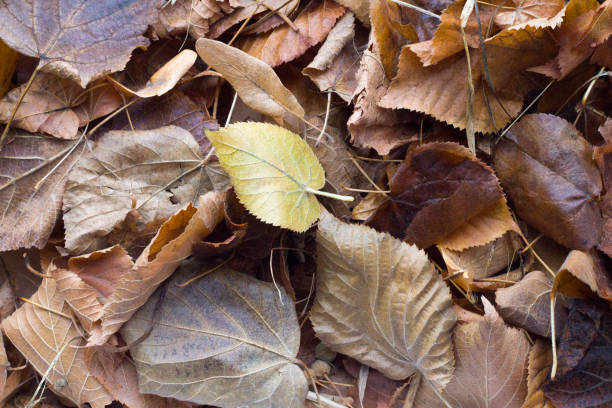 istock Fallen yellow leaves of trees. Texture 856614508