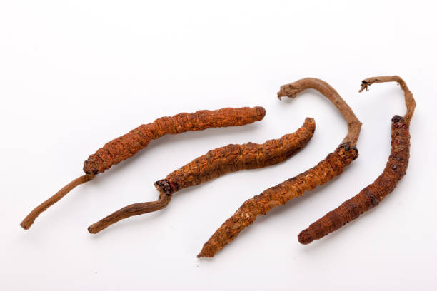 Cordyceps sinesis Yartsa Gunbu Yarsagumba himalayan gold Nepal isolated Yarsagumba Ingredient used in Traditional Chinese Medicine Yartsa Gunbu isolated on white background - Cordyceps sinensis aphrodisiac pills stock pictures, royalty-free photos & images