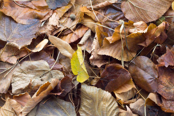 istock Fallen yellow leaves of trees. Texture 856615226