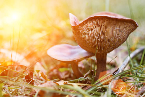 A large mushroom grows on a clearing in a forest surrounded by fallen yellow autumn leaves, mycology and weather forecast