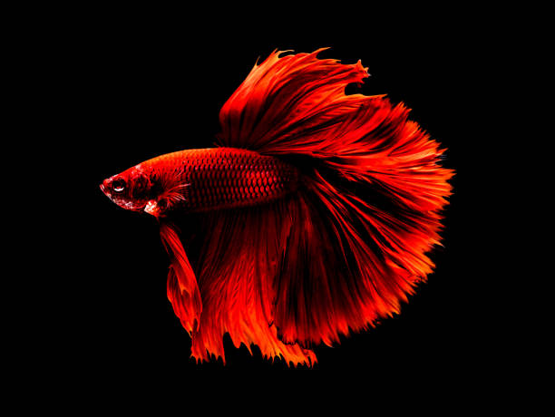 istock The Betta Siamese fighting fish, Betta splendens Pla-kad ( biting fish ) Thai. (Halfmoon fancy red betta ) in motion, isolated on black background with clipping path 856622940
