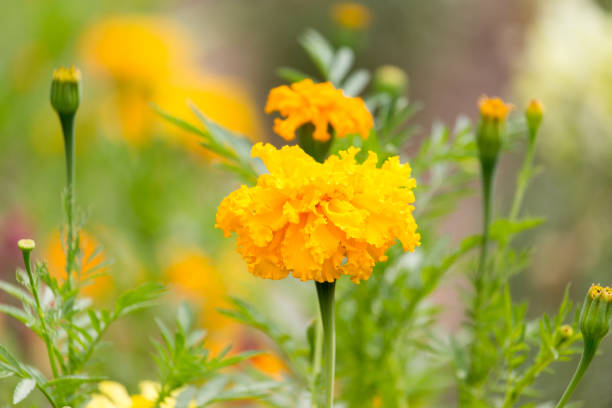 istock orange flower in nature 856627622
