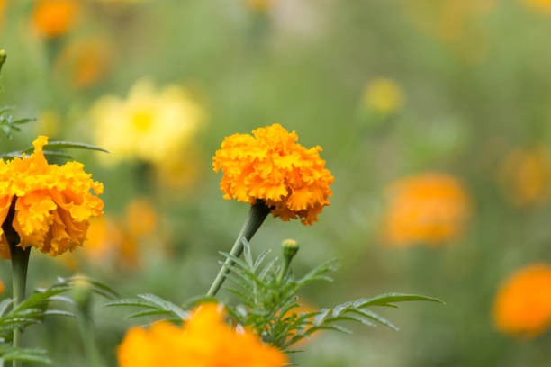 istock orange flower in nature 856627922
