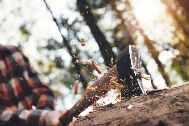 Photo of Strong woodcutter cuts tree in forest, wood chips fly apart. Blurred background