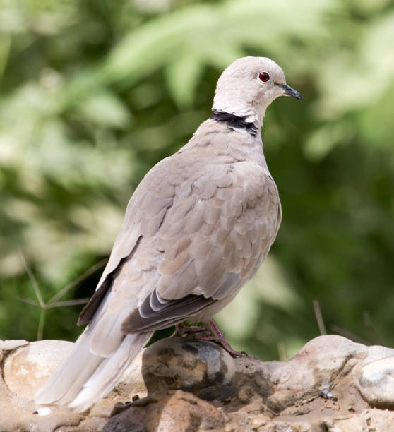 istock portrait of pigeon on nature 856628014