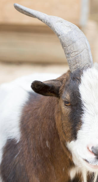 istock Portrait of a wild goat 856628916