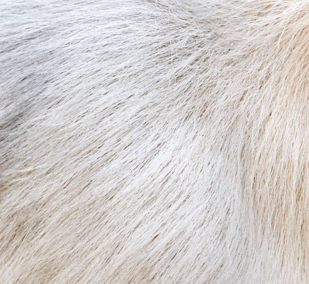 istock background of sheep skins 856630638