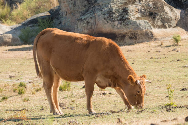 istock Cow of spanish retinta breed 856631942