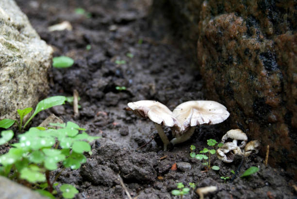 istock Little Mushrooms 856634148