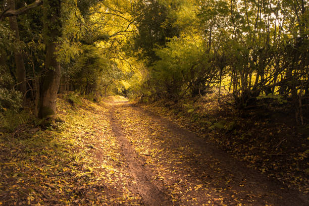 Autumn Woodland Path stock photo