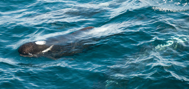 Long-finned Pilot Whales
