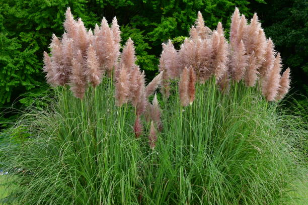 Pink Pampas Grass / Cortaderia selloana Pampas Grass (Cortaderia selloana), which is native to southern South America, is an attractive ornamental grass that is popular in many landscapes. The flower clusters are plumed panicles at the end of stiff stems. pampas photos stock pictures, royalty-free photos & images