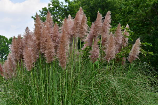 istock Pink Pampas Grass / Cortaderia selloana 856635338