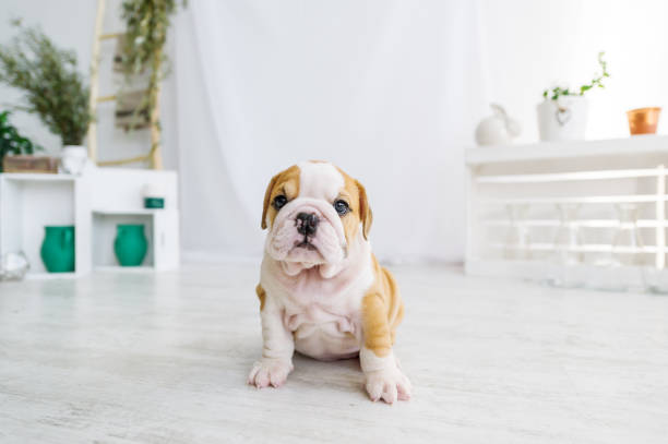 カメラを床に英語ブル犬の面白い子犬。 - ブルドッ�グ ストックフォトと画像