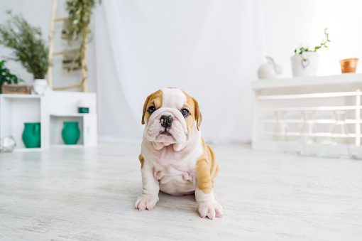Funny puppy of english bull dog  on the floor looking to camera. Cute doggy with black nose colorful body sitting on wooden floor.