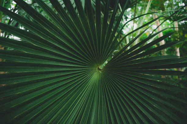 istock Fan Palm leaves (Licuala elegans) at Berlin Garden 856637868