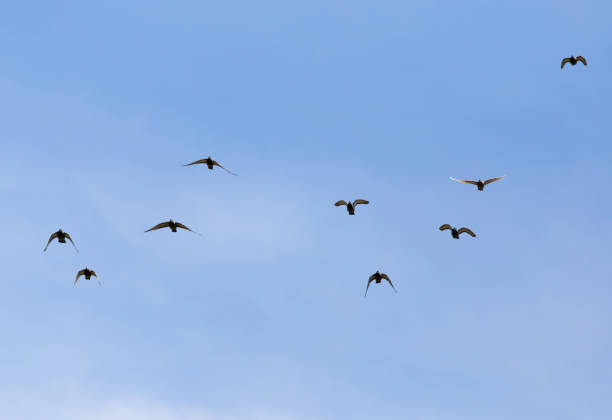 istock A flock of birds in the blue sky 856638094