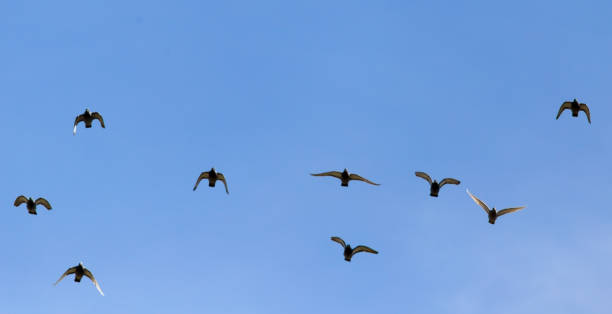 istock A flock of birds in the blue sky 856638126