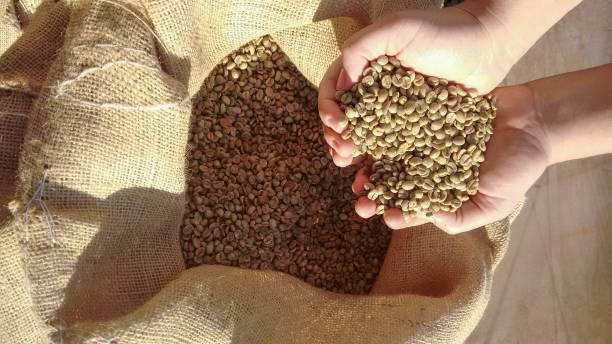 agricultor segurando um feijão de café seco e sem casca - coffee bag burlap textured - fotografias e filmes do acervo