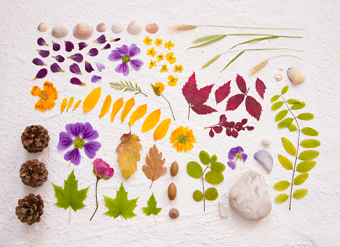 flatlay nature findings