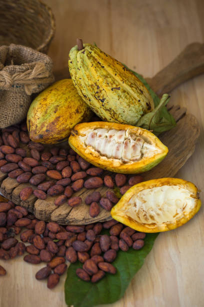 istock Cacao fruit, raw cacao beans, Cocoa pod on wooden background 856638746