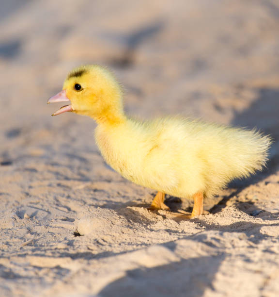 istock little duckling in nature 856639574