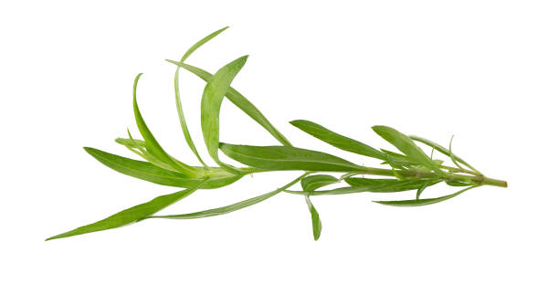 fresh tarragon herbs, tarragon herbs close up isolated on white background - tarragon close up herb bunch imagens e fotografias de stock