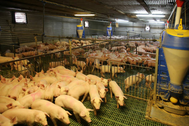 istock View from above of a breeding pig farm inside 856641818