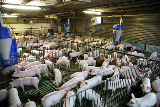 istock View from above of a breeding pig farm inside 856641840