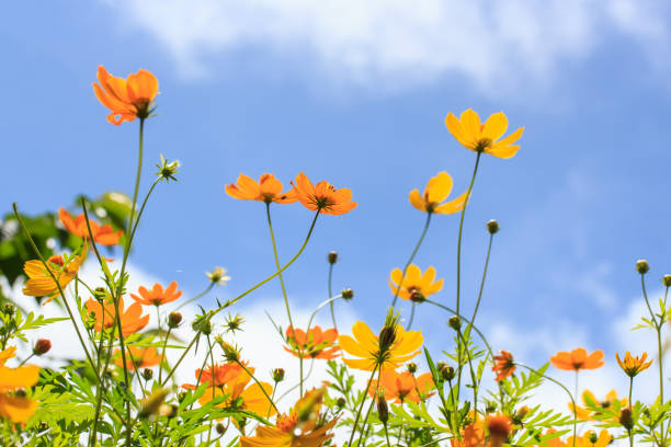 istock Starburst flowers with bluesky background. 856642738