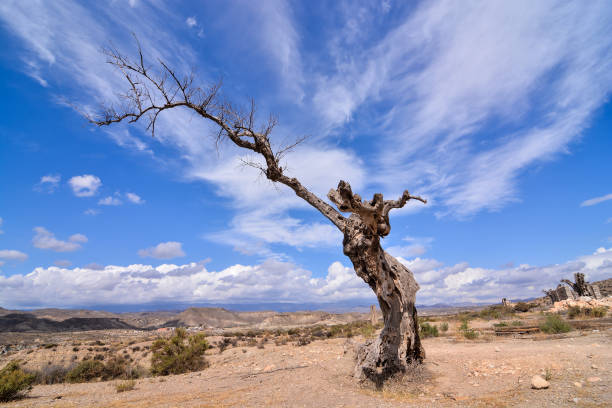 istock Desert Tabernas in Almeria Province Spain 856645012