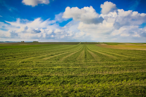 Farmland At Abcoude The Netherlands 17-6-2020