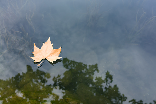 maple leaf floating in water, autumn colors