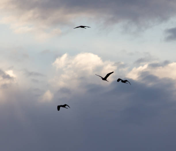 istock birds flying in the sky at dawn 856653816