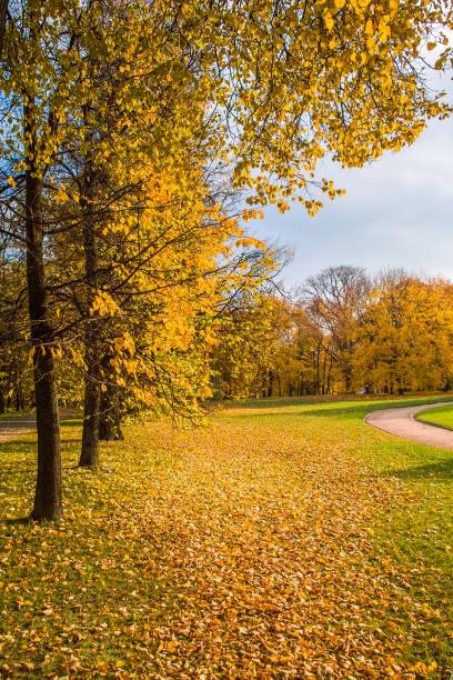 istock Beautiful yellow leaves on trees furring the fall time 856659544