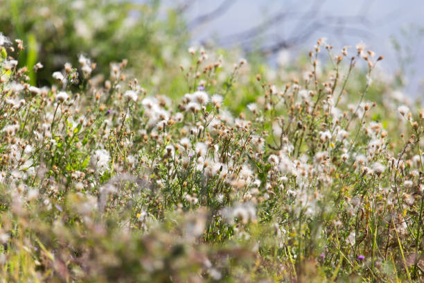 flowers on a prickly plant flowers on a prickly plant the plantation course at kapalua stock pictures, royalty-free photos & images