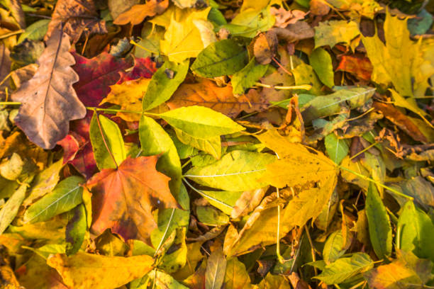 istock Autumn leaves on the grass 856660188