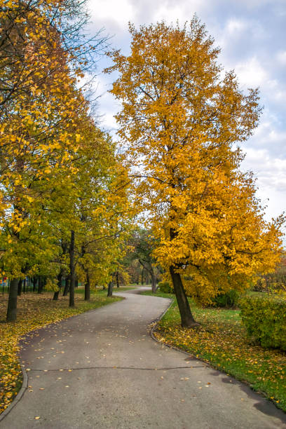istock Beautiful path in the park at autumn trees with fallen leaves 856665076