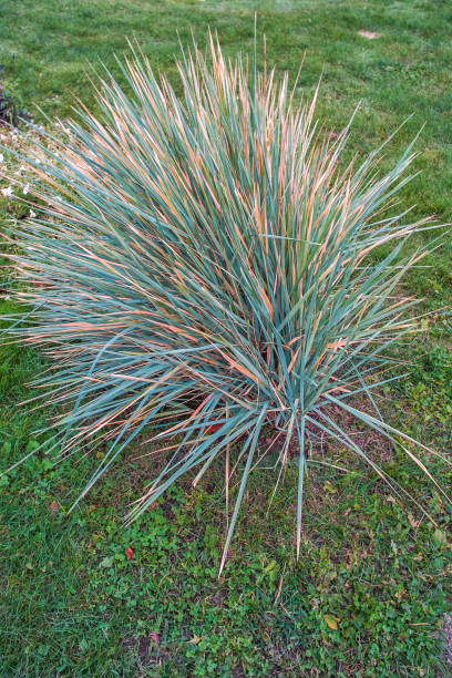 Fescue Fescue festuca glauca stock pictures, royalty-free photos & images