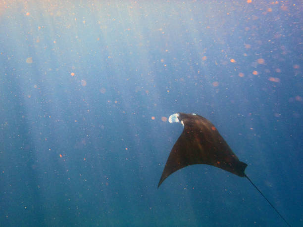 istock Manta ray at Manta Point divesite 856668826