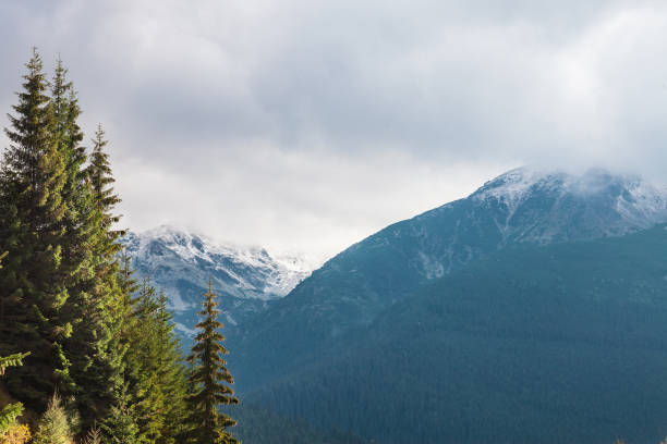 istock Fir and other pine trees on mountains on a cloudy end of summer/fall afternoon overhanging a valley in the Transylvanian Alps, also known as the Southern Carpathians, in the center of Romania. Permanent snow can be seen in the background 856669468