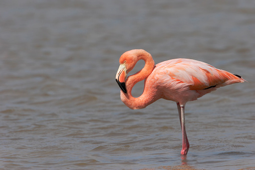 Greater Flamingo (Phoenicopterus ruber ruber) wading in water, Punta Cormorant, Floreana, Galapagos Islands